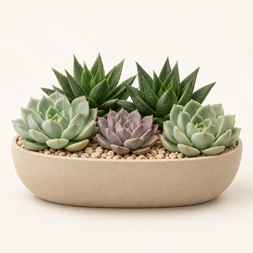 Floravyner Artificial Mixed Succulent Arrangement in Beige Oval Planter