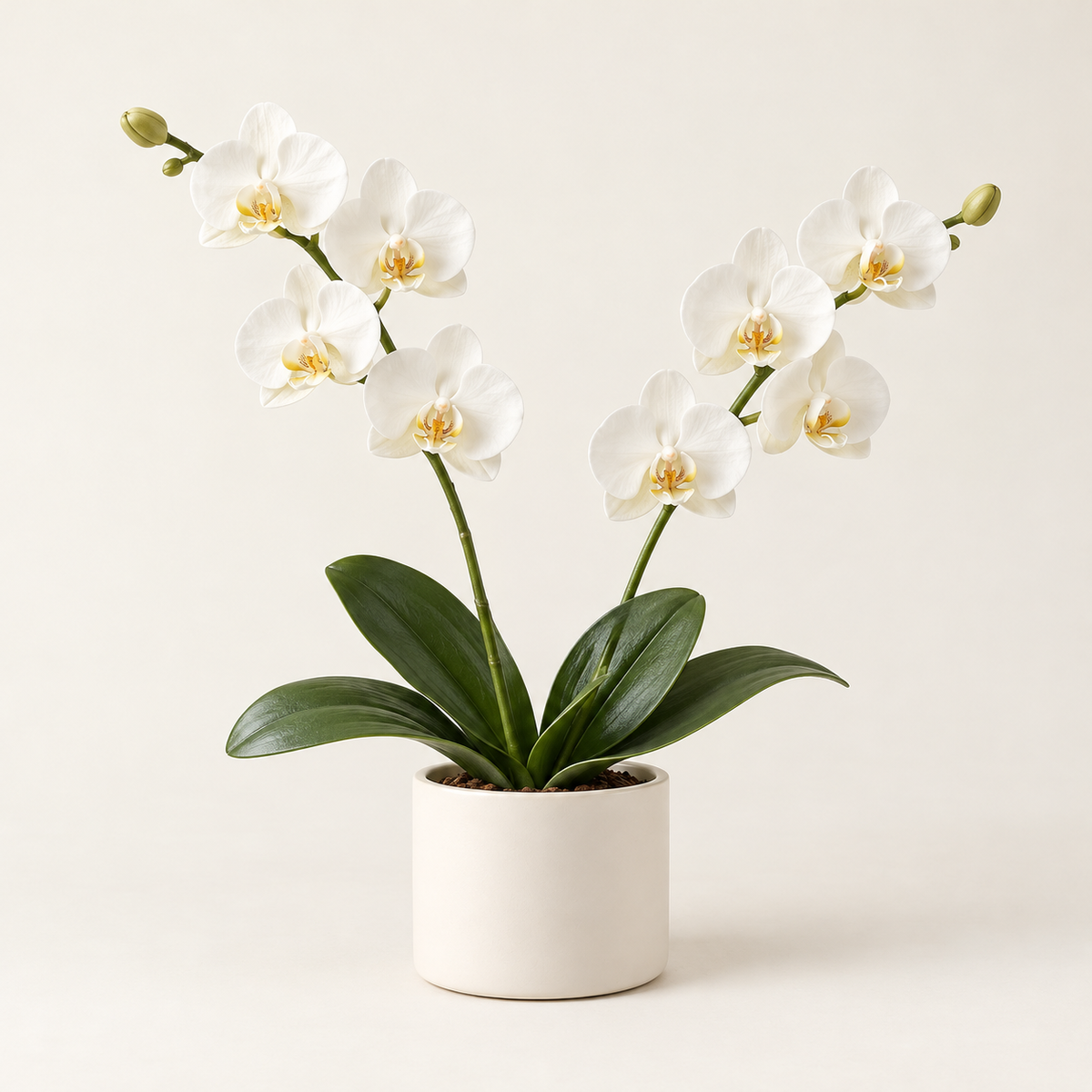 Floravyner White Artificial Orchid Arrangement in Pot