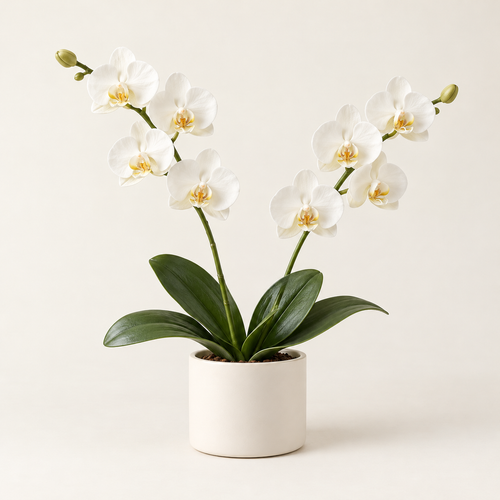 Floravyner White Artificial Orchid Arrangement in Pot