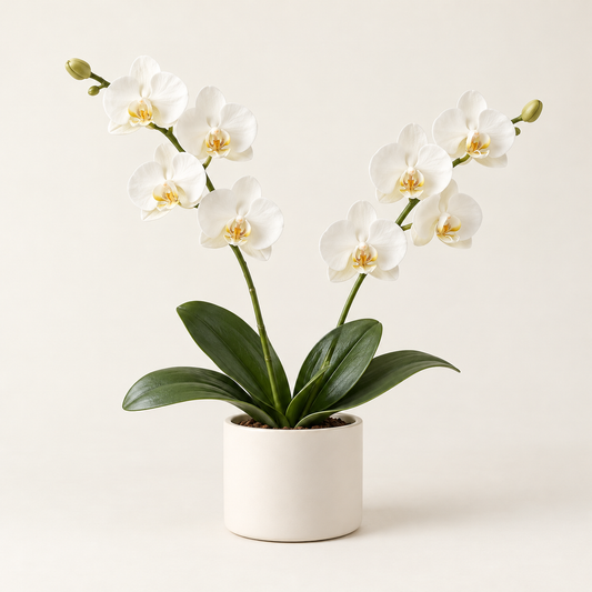 Floravyner White Artificial Orchid Arrangement in Pot